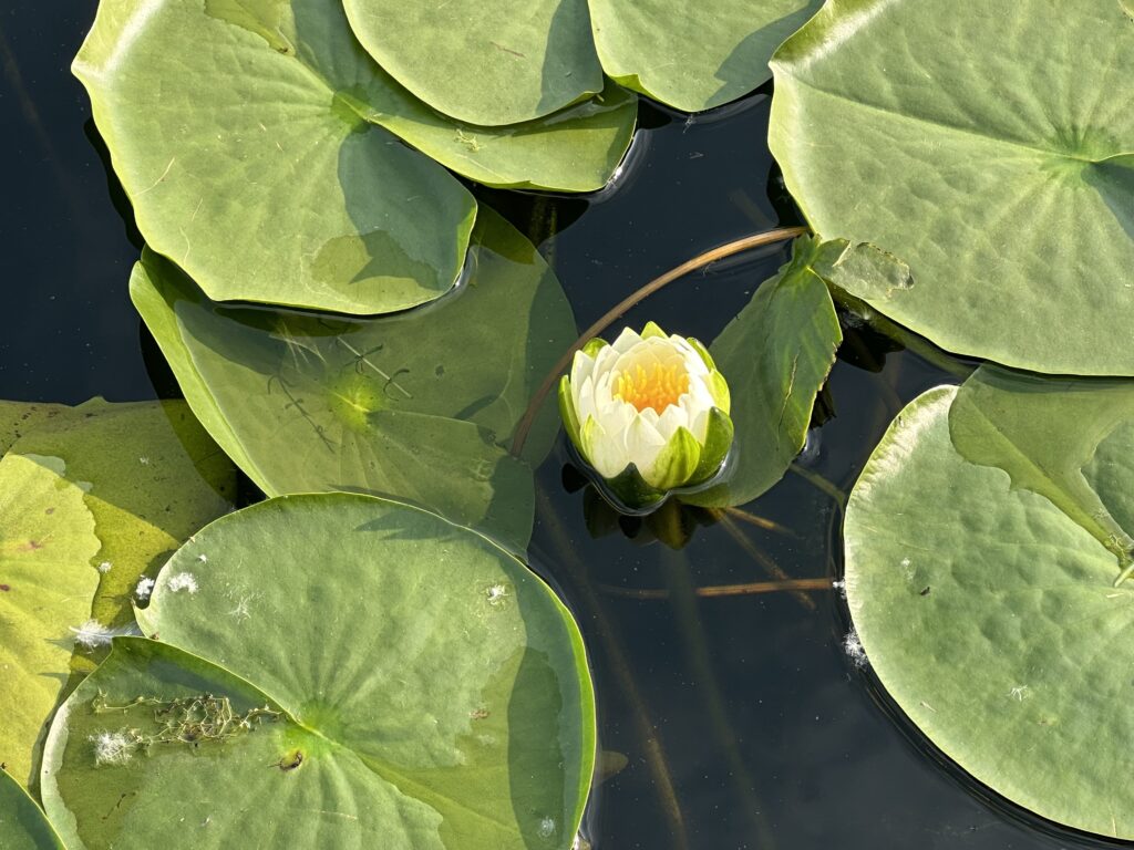 A nice flower in the middle of lilypads 