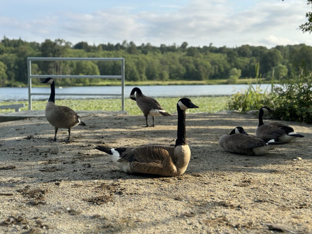 Some Canadian geese chilling 