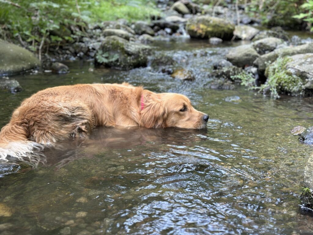 Picture of my Golden Retriever lying down in a river, his nose just above the water 