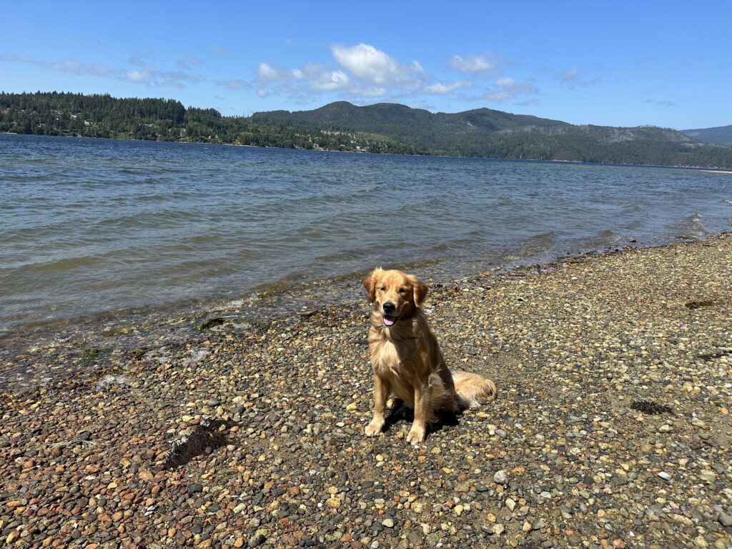 A golden retriever on a windy pebble beach