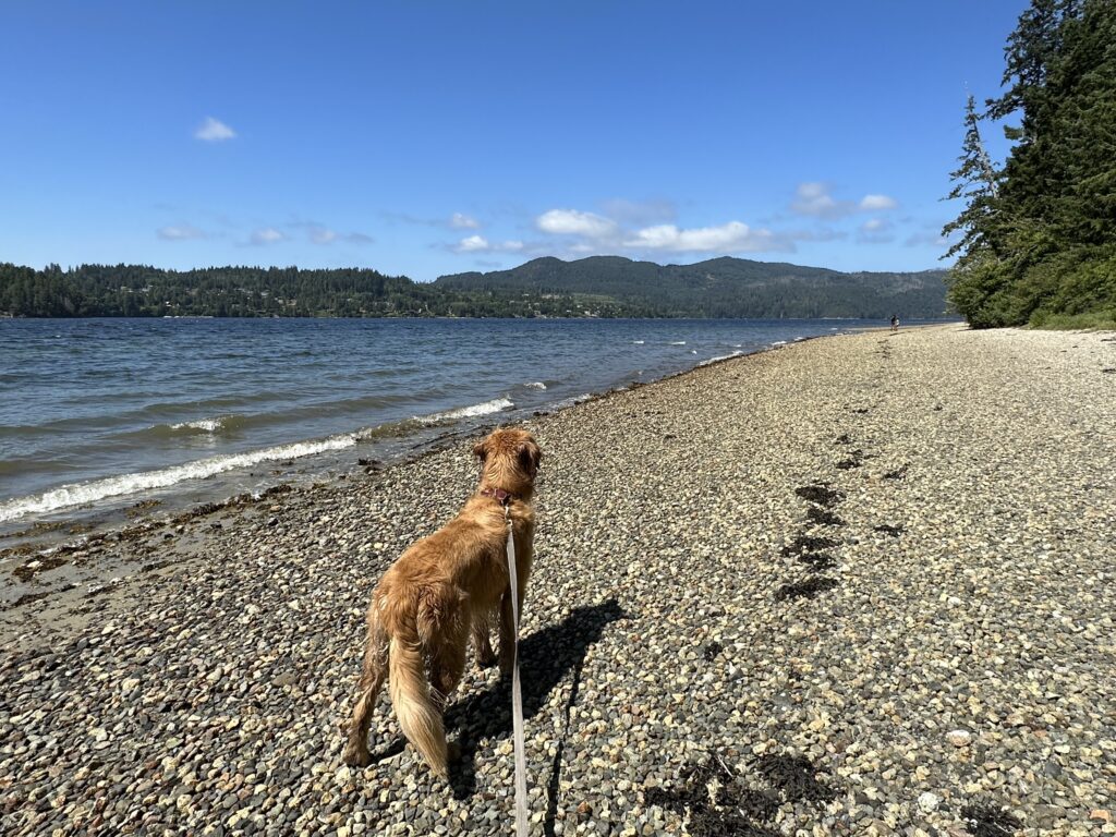 The same dog looking at kids in the distance on the beach