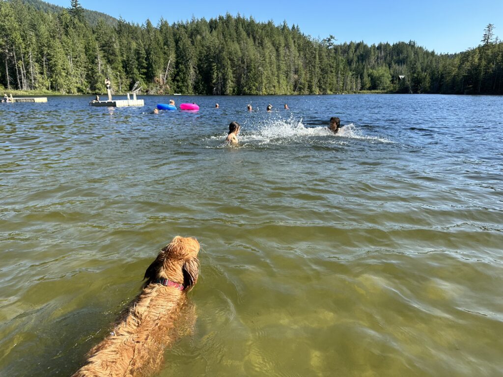 A golden retriever swimming in a lake towards some kids playing in the water