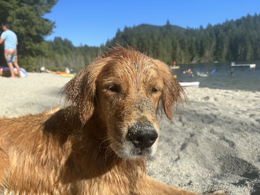 The dog is tired, wet, and covered with sand.