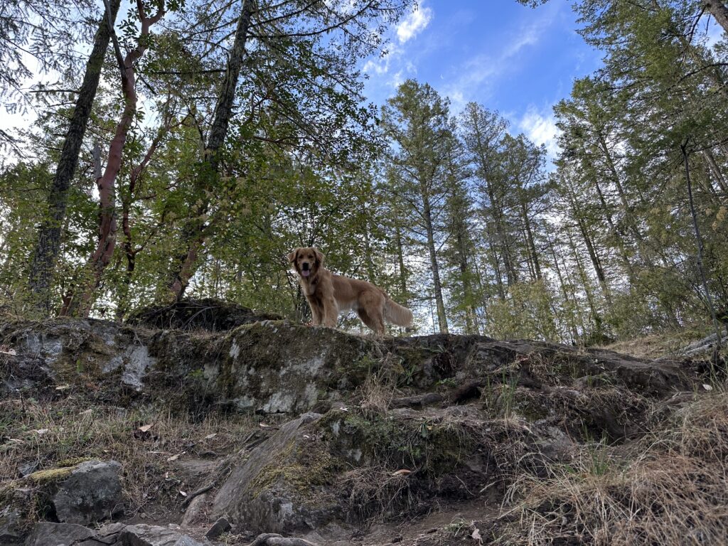 A golden retriever waiting on top of some rocks on a forest trail
