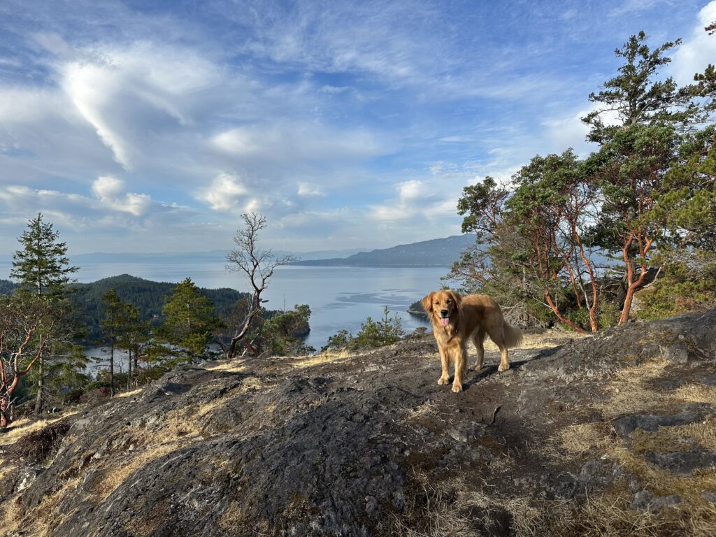 The dog at the top of the hill, overlooking the ocean and some islands