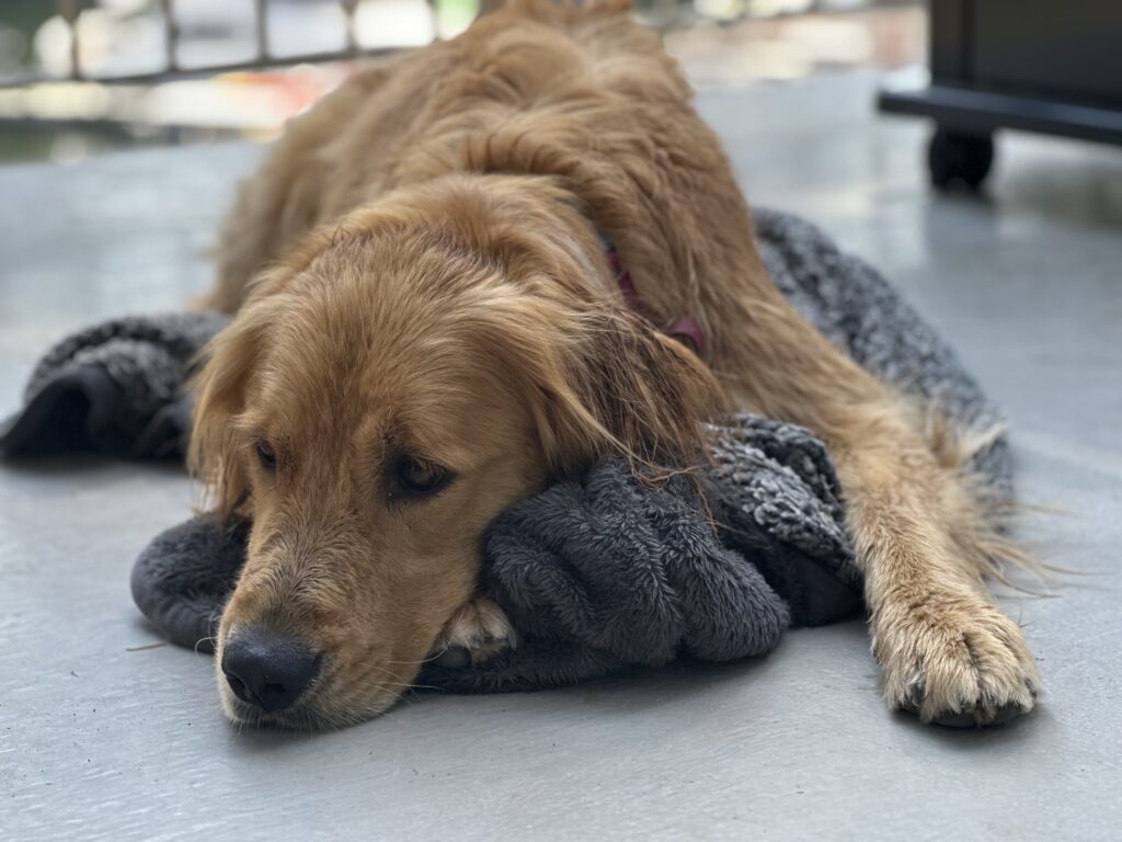 A tired golden retriever, relaxing on his blanket