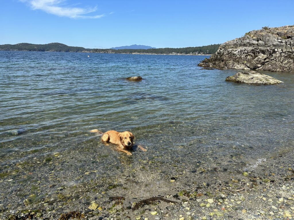 The golden retriever is relaxing in the water on the shore
