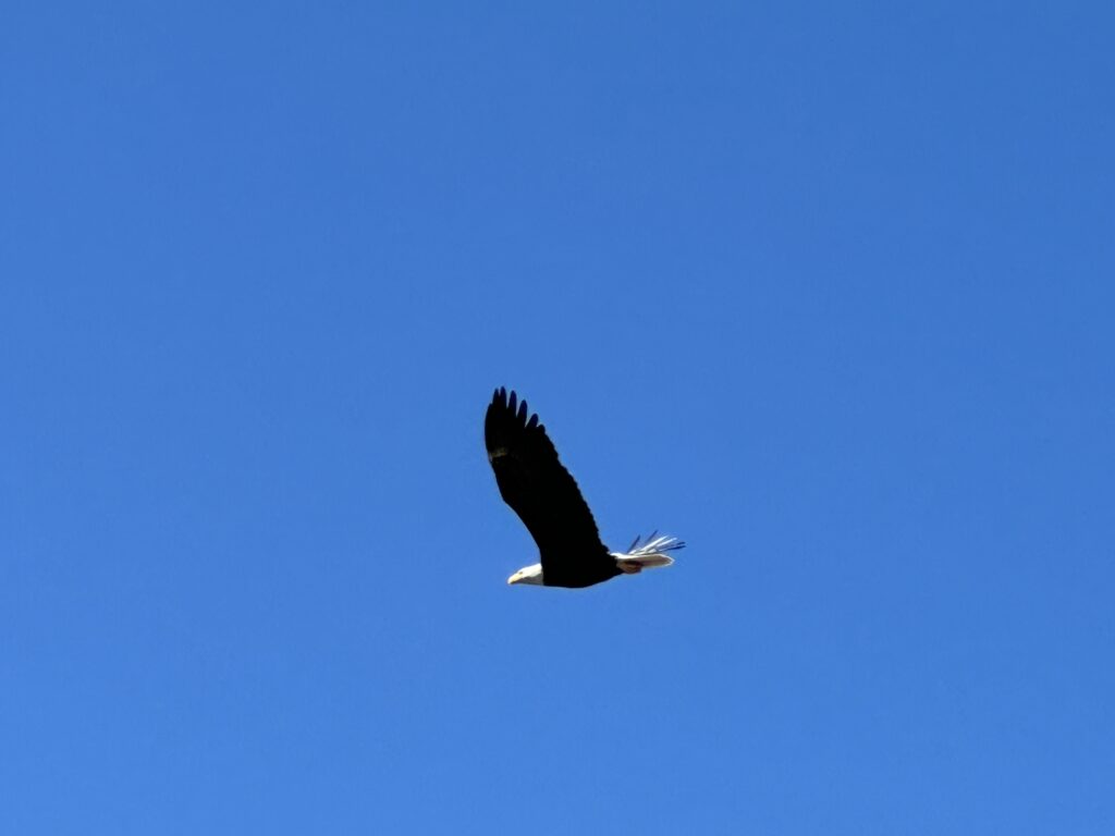 A bald eagle flying above