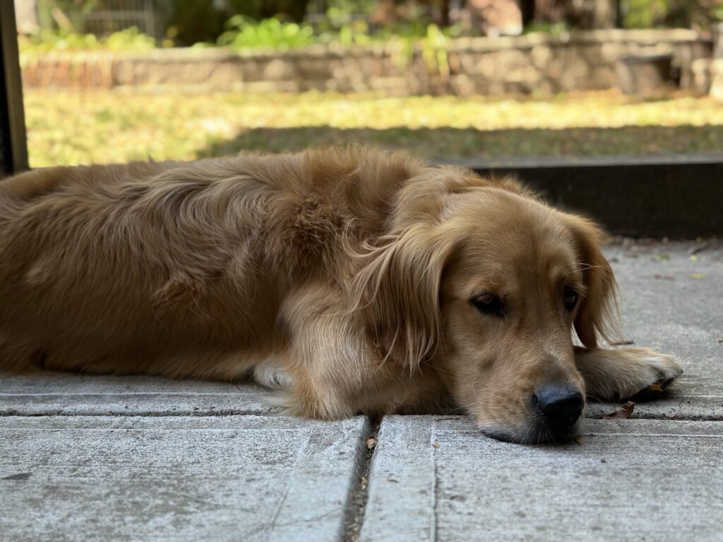 A good boy golden retriever resting in the backyard.