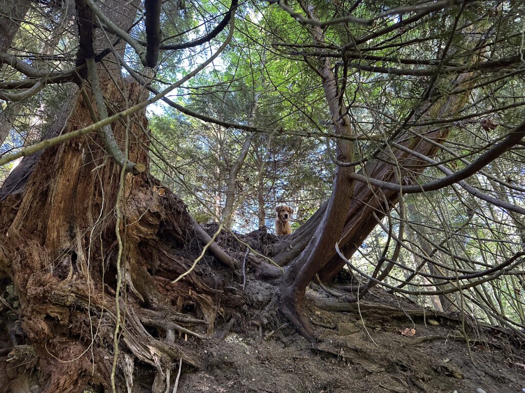 A good boy golden retriever waiting for me atop a small hill with a couple of gnarly trees.