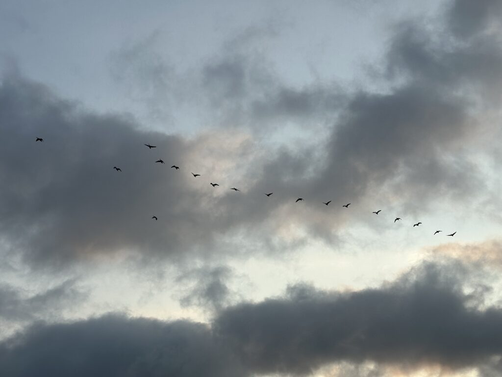 A flock of geese flying across the sky
