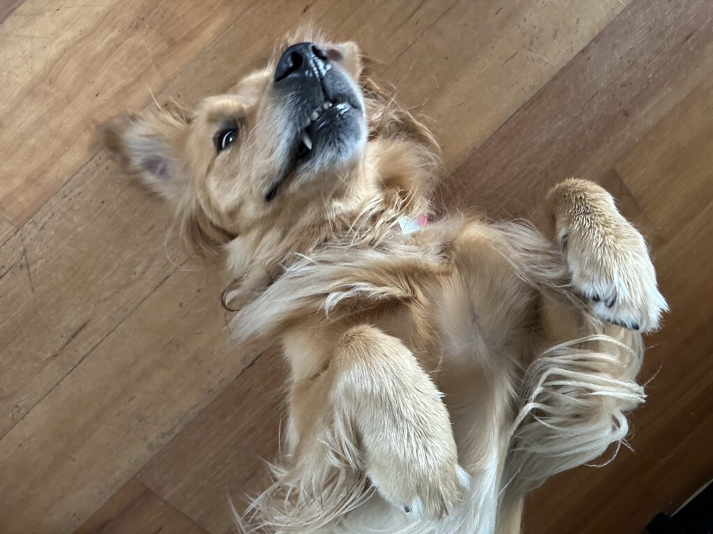 A golden retriever lying down on his back waiting for belly rubs