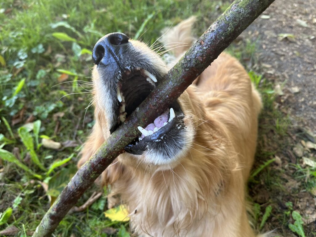 Golden retriever's big mouth chewing a stick