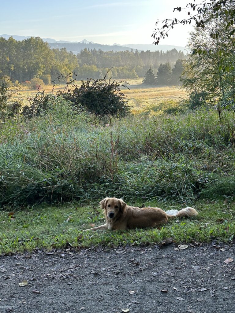 A golden retriever lying down in the grass in front of a landscape of fields and trees and mountains on a slightly foggy morning