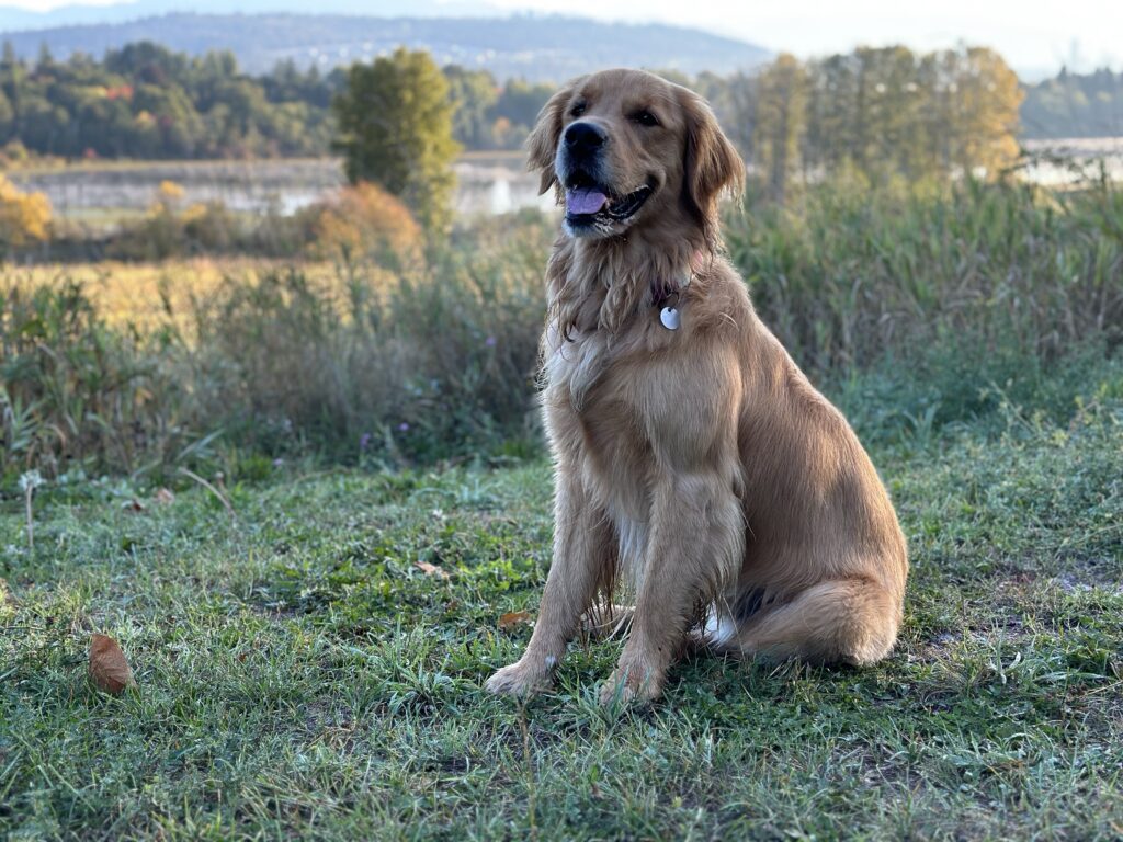 A good boy golden retriever sitting in Deer Lake Park in Burnaby, BC, Canada