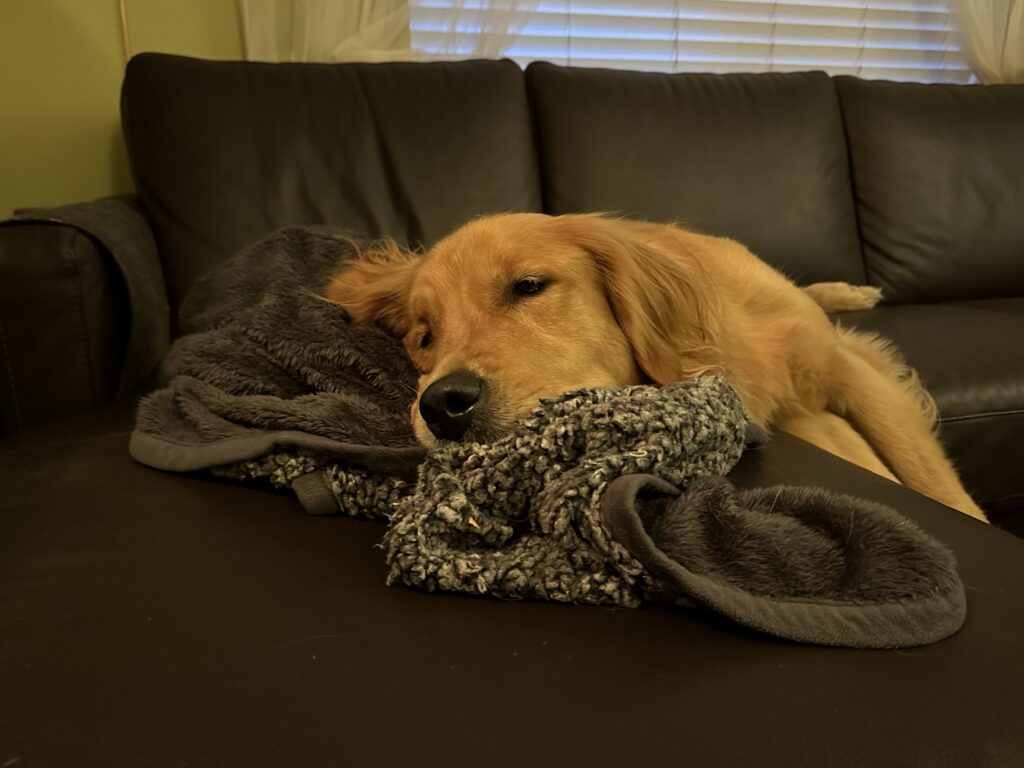 A golden retriever, half passed out on a blanket 
