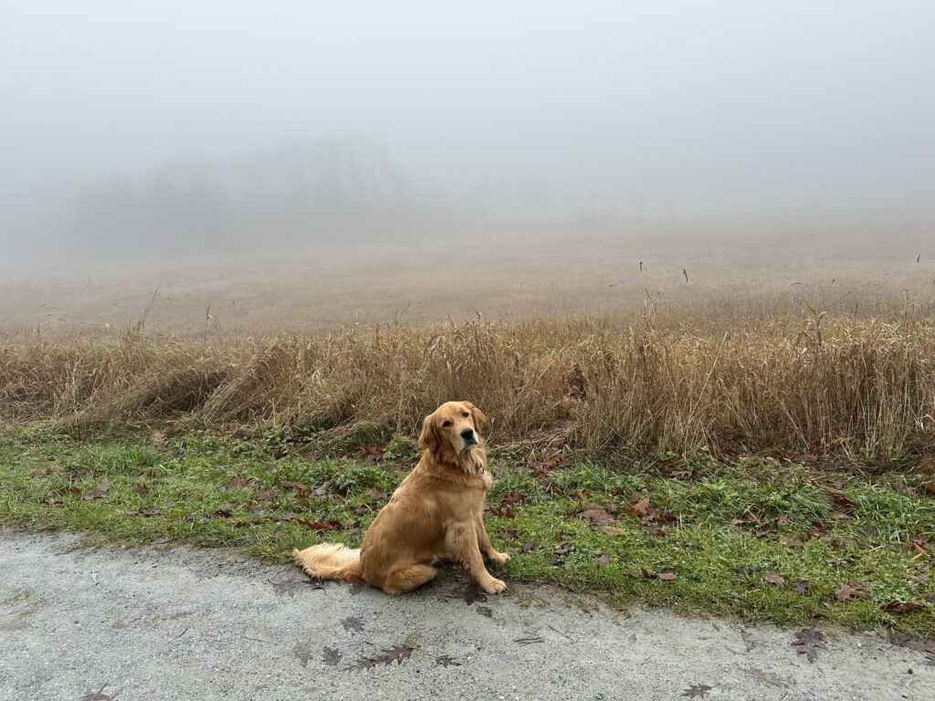 A good boy golden retriever standing in front of, well, basically just a gray foggy background