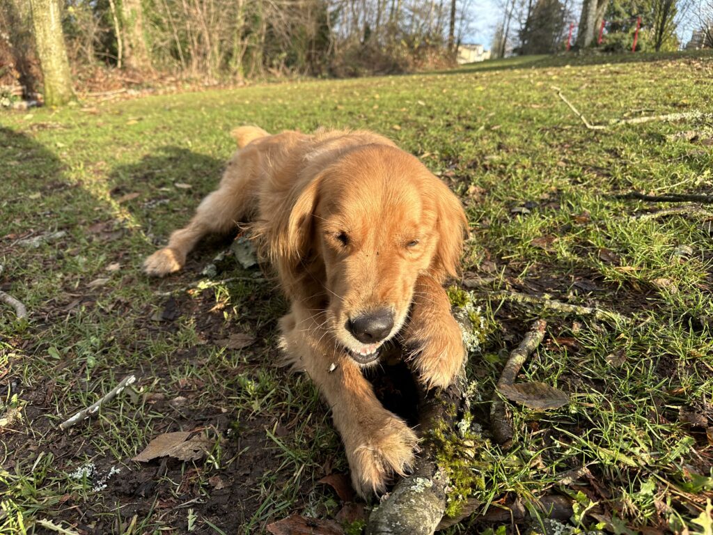 A golden retriever chewing on a stick