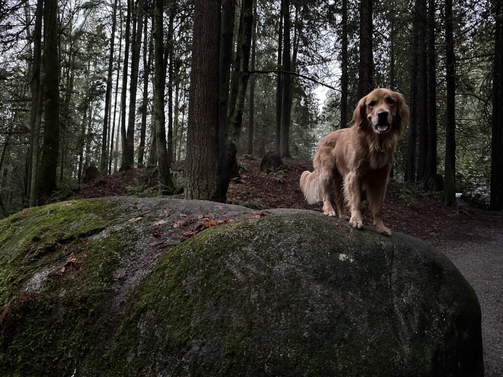 A golden retriever on a big rock