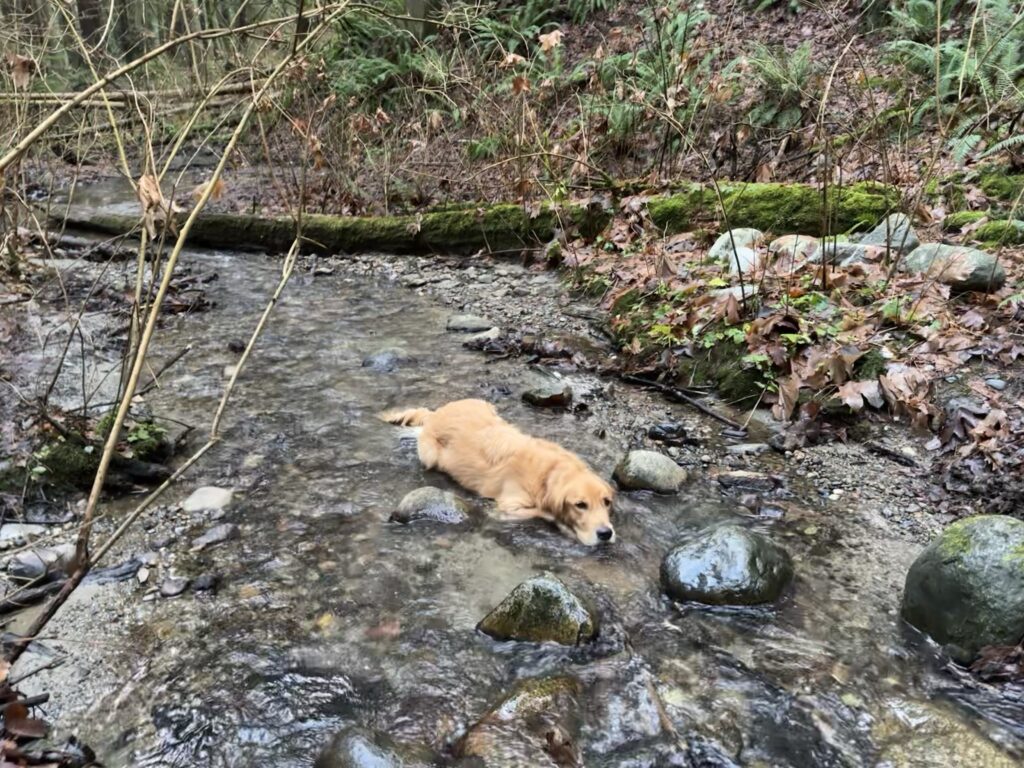 A golden retriever lying down in a stream to cool itself, drinking from it