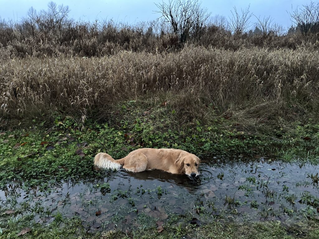 A golden retriever in a very cold water puddle