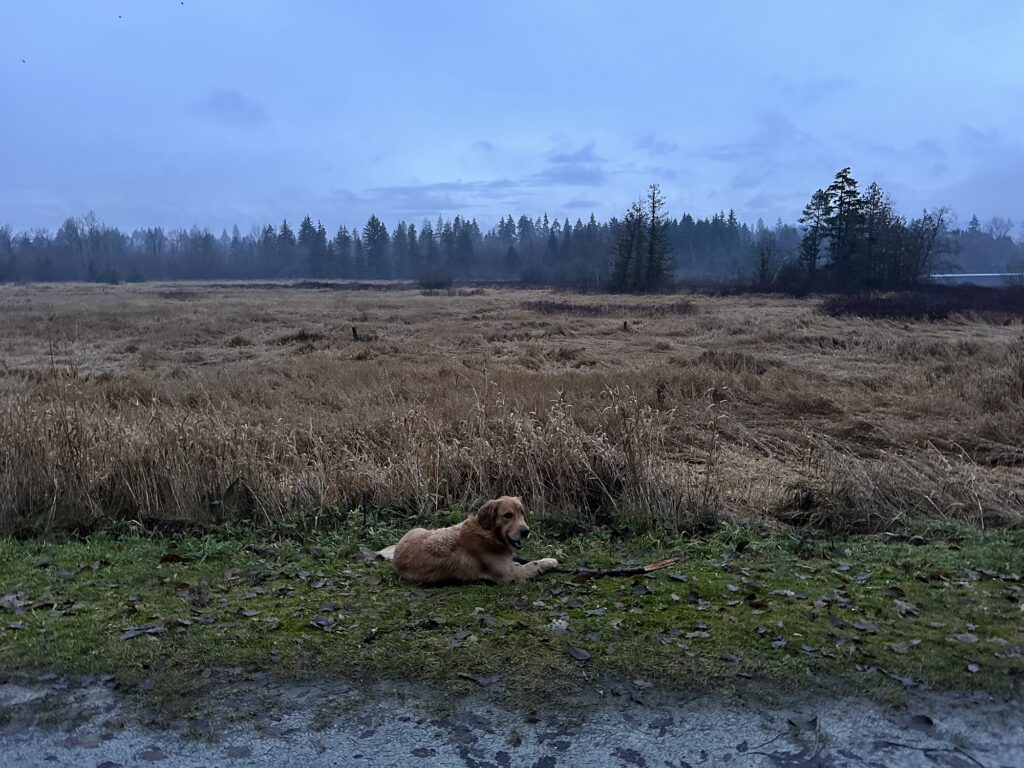 A golden retriever chewing on a stick