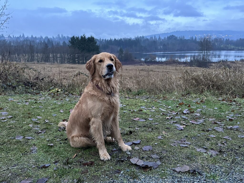 A golden retriever trying very hard to sit still