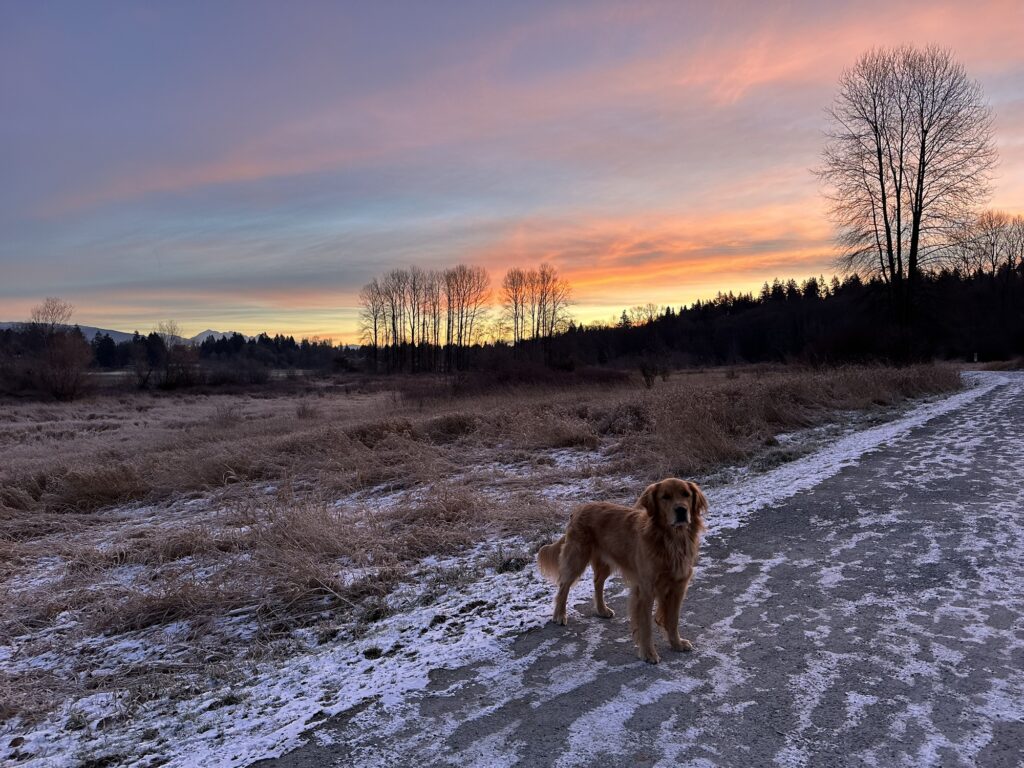 A good boy waiting for the sunrise in Deer Lake Park, Burnaby, BC.