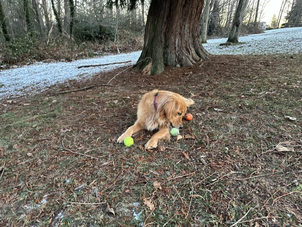 A golden retriever with 3 balls: his usual orange "whistling" ball, and two tennis balls