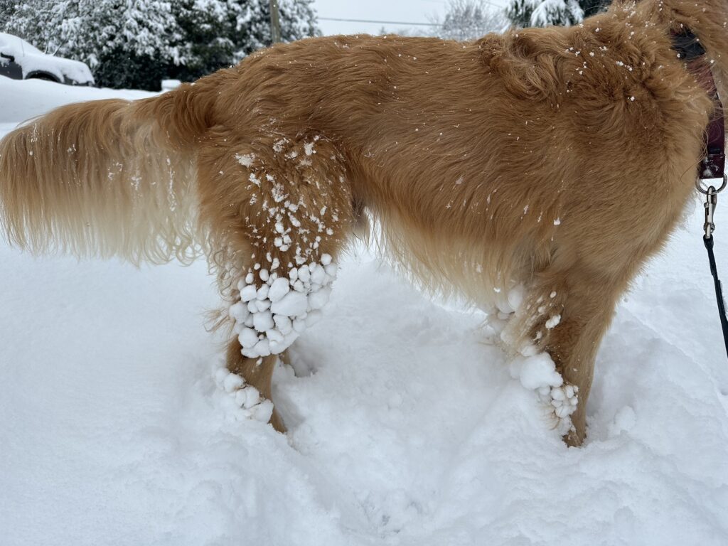 A golden retriever with lots of snowballs stuck to its fur