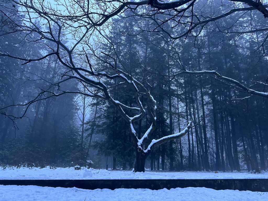 A gloomy looking tree under the snow, in Byrne Creek, Burnaby, BC.