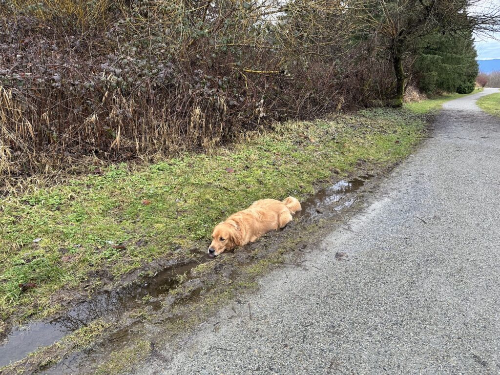 A golden retriever taking a bath in a muddy puddle by the side of a gravel trail.