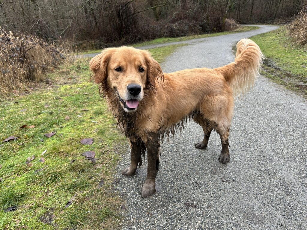 The golden retriever is out. His lower half is almost entirely brown.