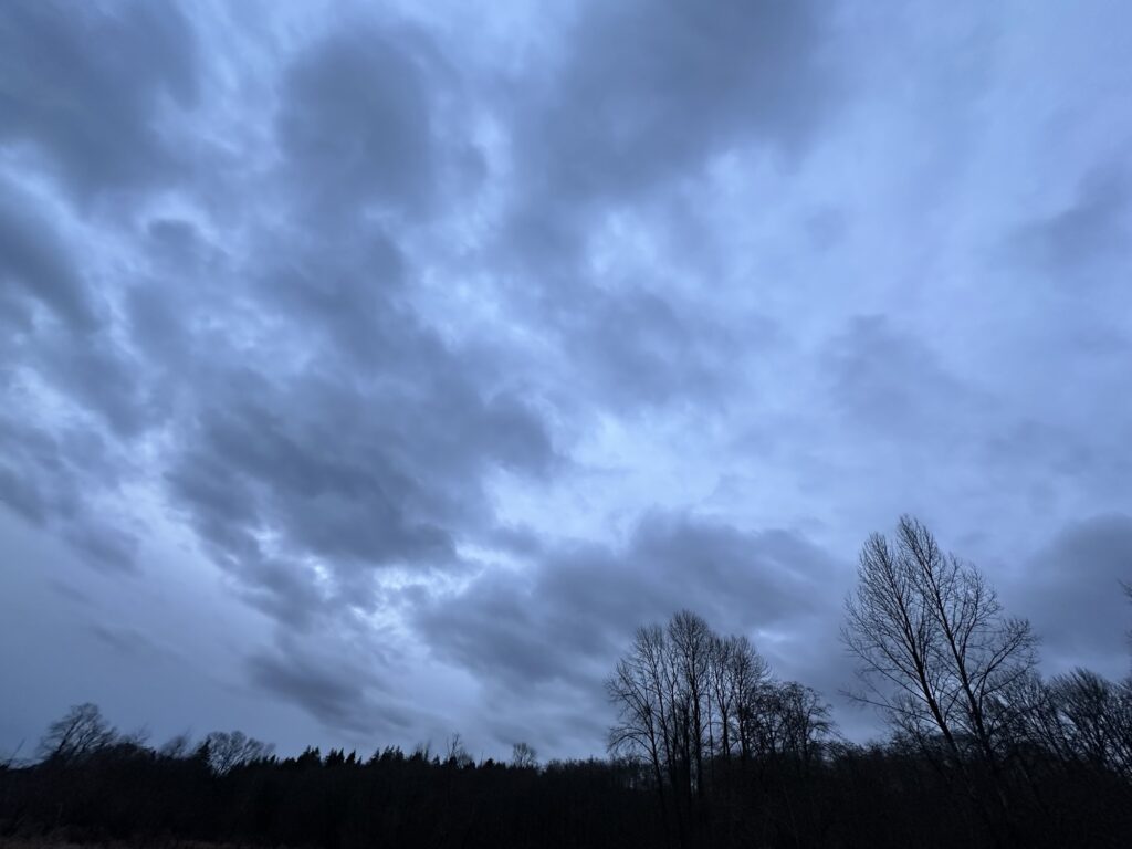 Grey skies over dark trees