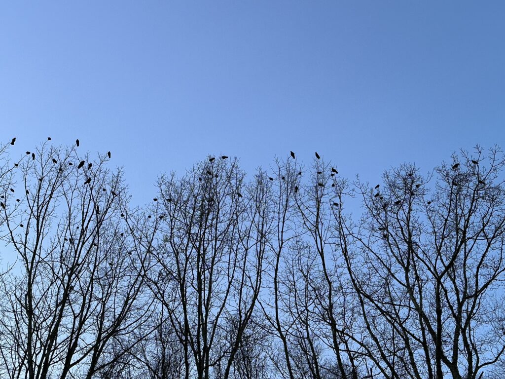Crows hanging out on the top of tree branches.