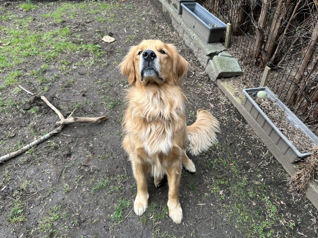 A fluffy good boy trying to sit very very straight