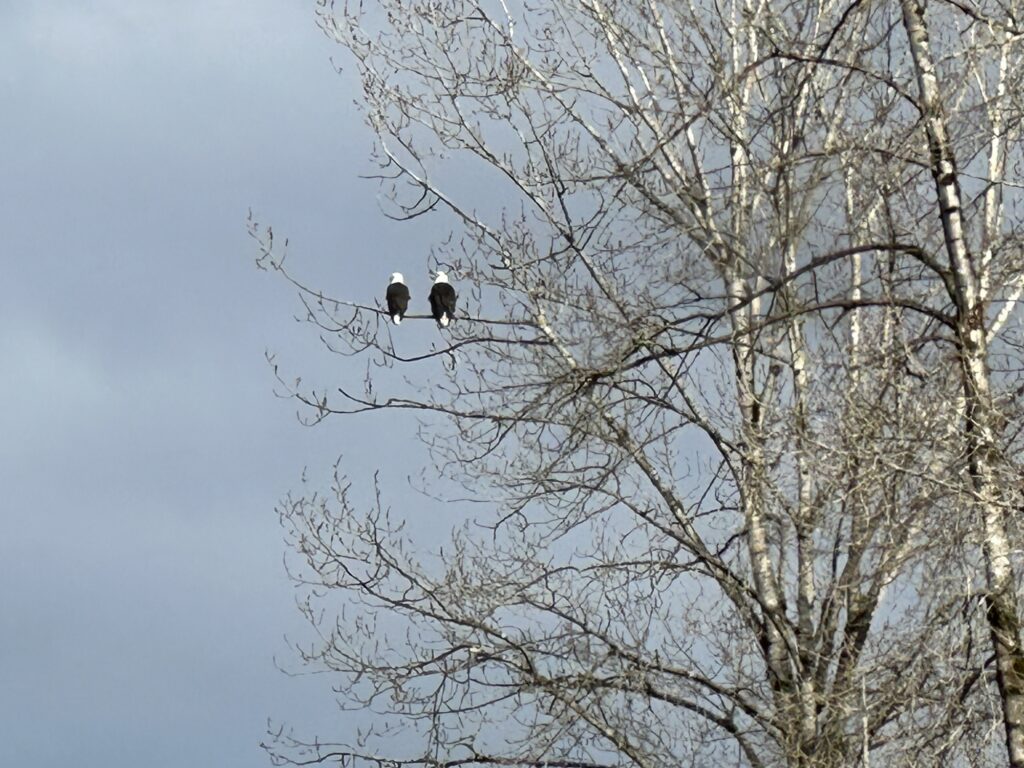 Two bald eagles, chilling next to each other.