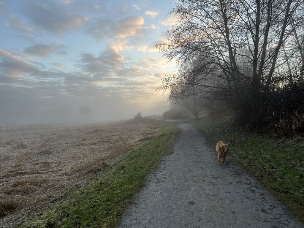 A fluffy good boy running along a path in a foggy park.