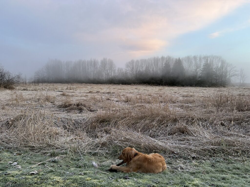 A fluffy good boy chewing on a stick in a foggy park.