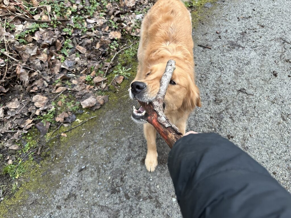A golden retriever tugging on a stick that has a branch poking him on the side of the face