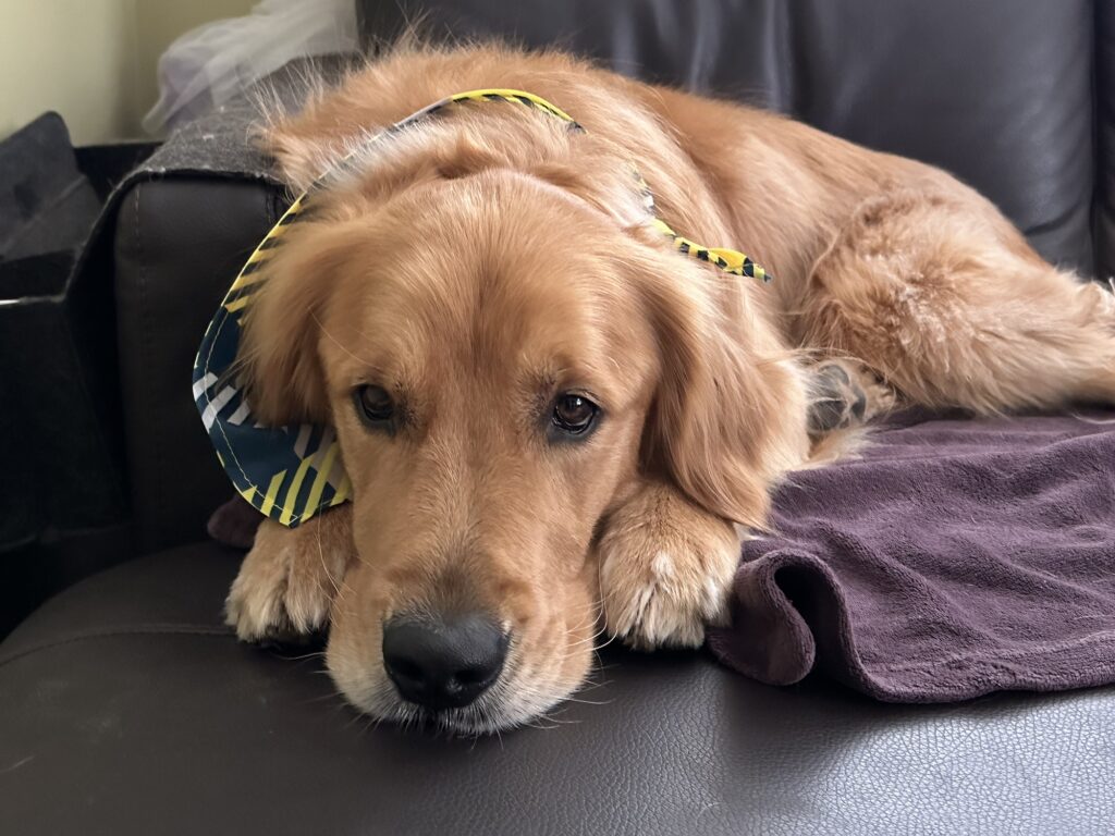 A golden retriever with a bandana lying down on a couch in a very cute way.