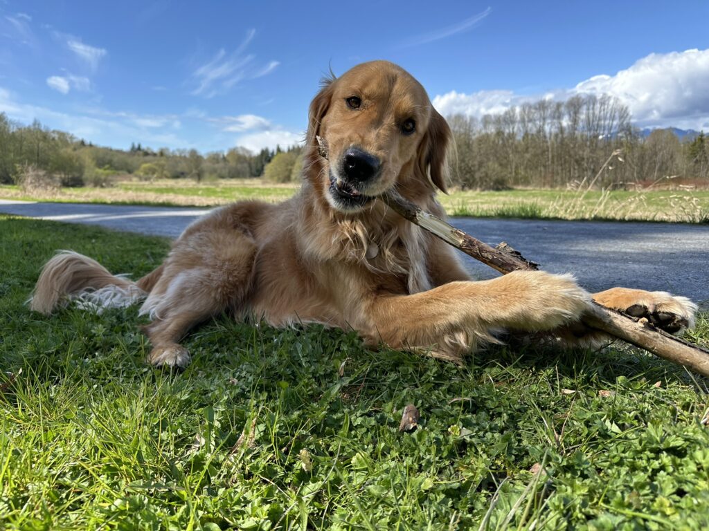 A golden retriever chewing on a stick in Burnaby, BC.