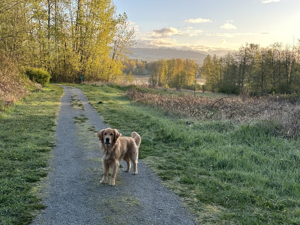 A good fluffy golden retriever boy waiting for me on a side trail of Deer Lake Park in Burnaby BC. The sun is rising on the right through the trees.