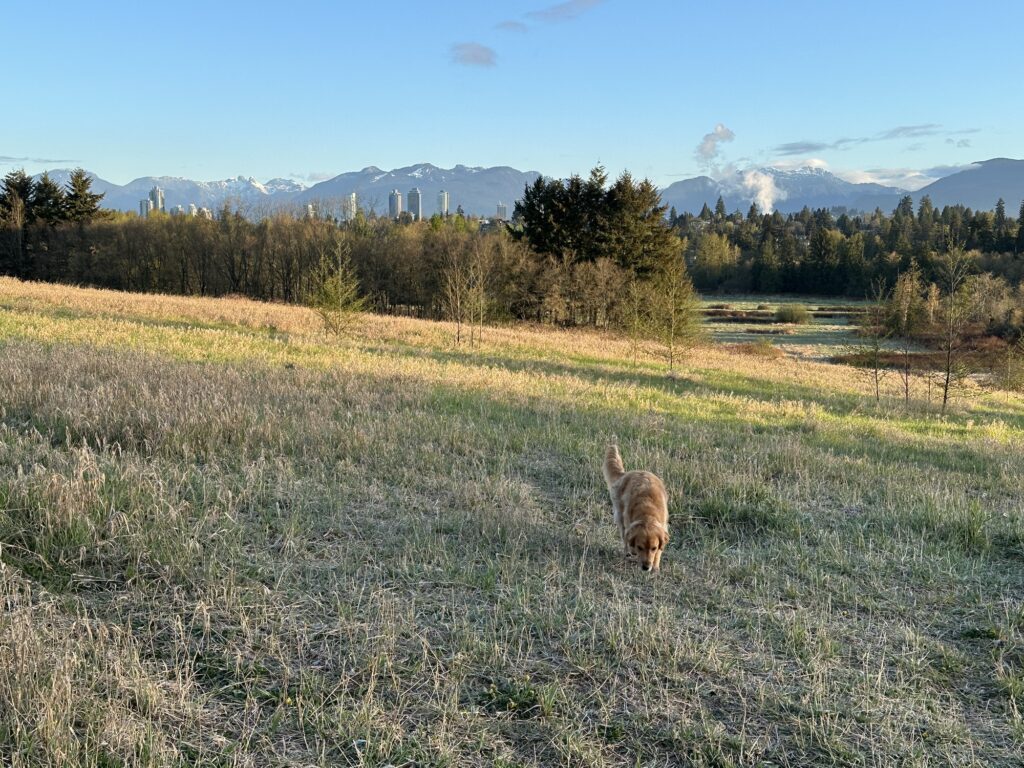 The good fluffy golden retriever boy is sniffing around the grass. Mountains and a few buildings are seen in the background.