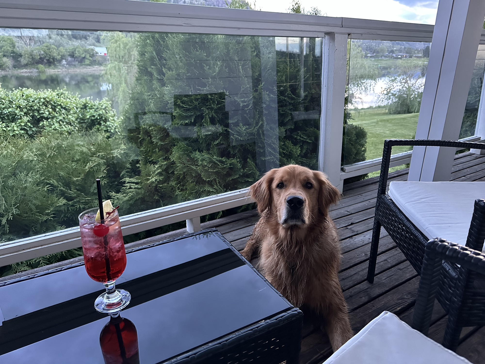 A good boy golden retriever sits next to a glass of Shirley Temple on the balcony of an inn overlooking the South Thompson River