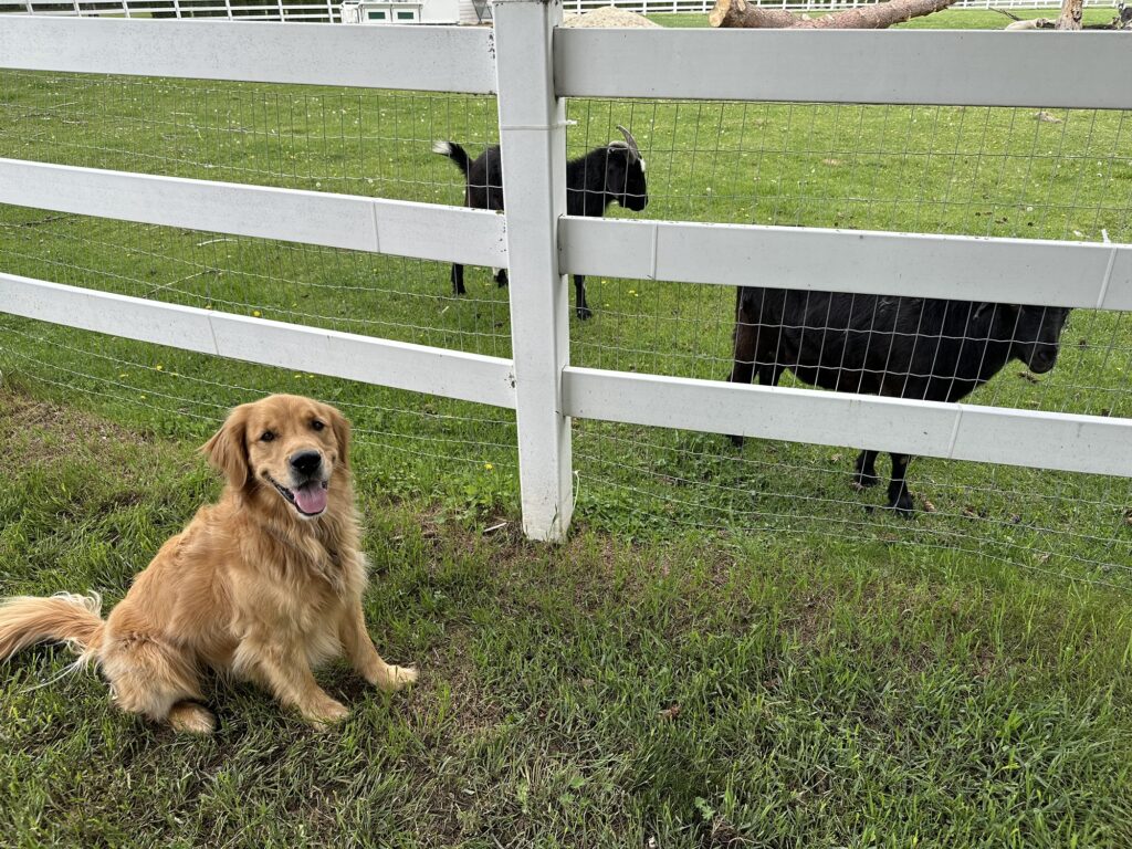 The good boy golden retriever is sitting on the other side of the fence from a couple of goats. He looks relaxed but that was only for 3 seconds.