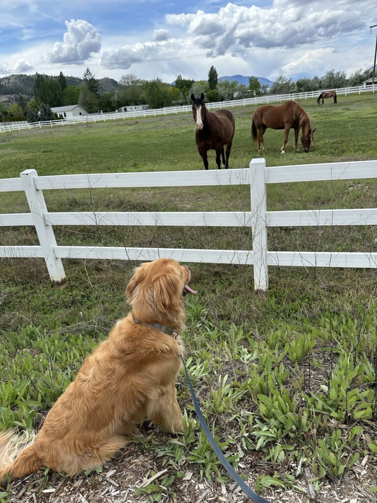 The good boy golden retriever looks at some horses coming his way. Panic ensued.