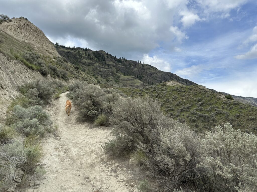 The good boy golden retriever walks up a trail on bush-covered hills near Kamloops, BC