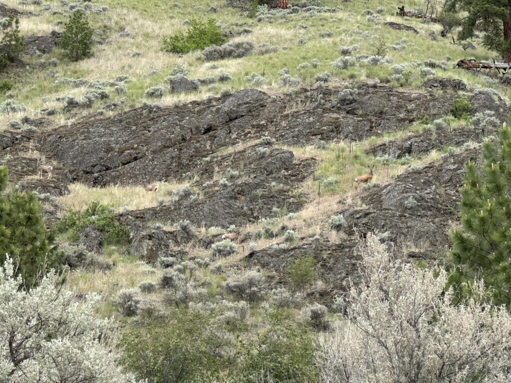 We see a few deer in the distance up the hills, between rocky outcrops and bushes.