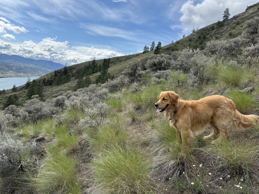 The good boy golden retriever looks down at all the elevation we gained during our hike so far. The photo is actually tilted so the slope of the hill is even steeper than what it looks like.